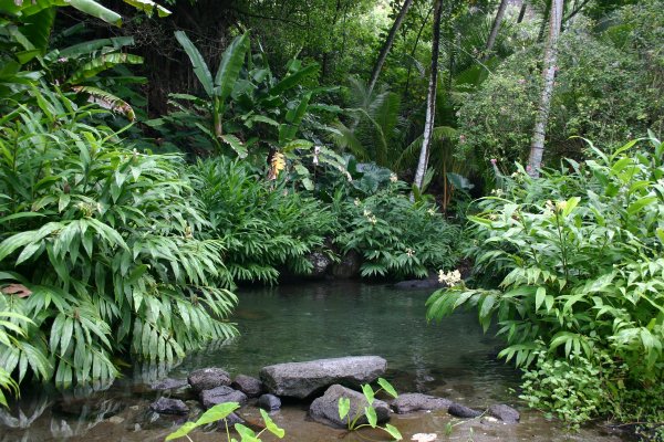 The little bug infested oasis of a pool on the north side of Hiva Oa in Hanamenu Bay